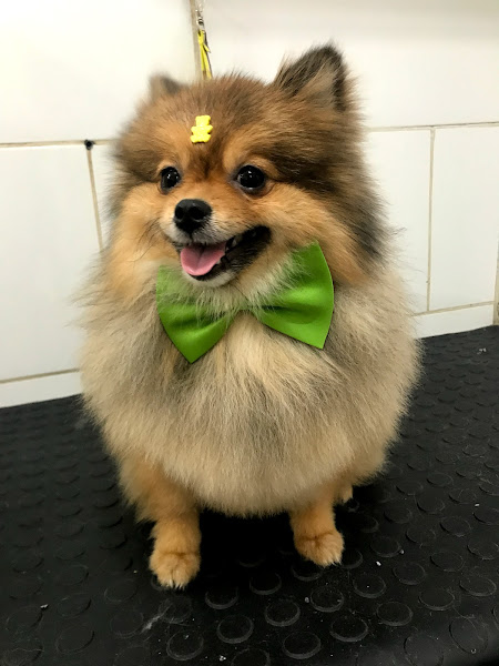 Foto 4 Pet Folia Pet Shop