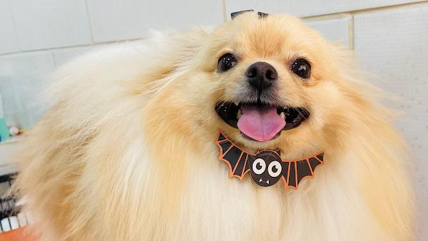 Paraíso Animal Pet Store - Unidade BIG Pinheirinho Paraíso Animal Pet Store - Unidade BIG Pinheirinho