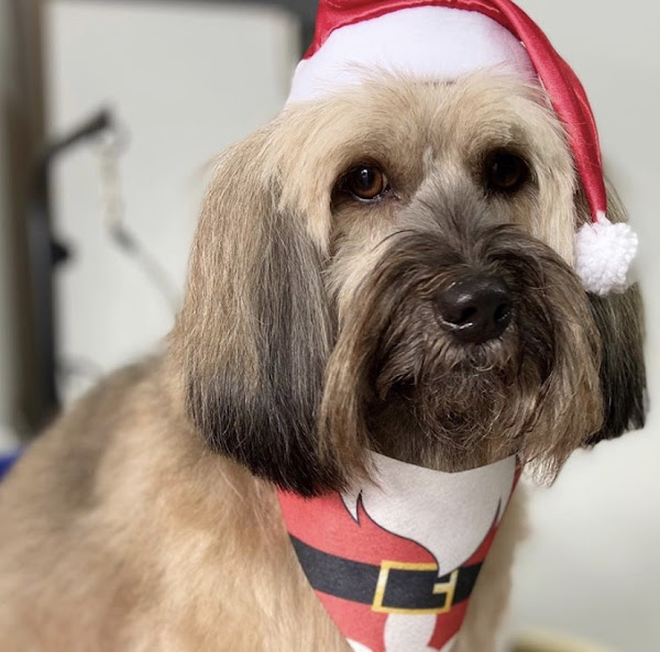 Foto 5 Paraíso Animal Pet Store - Unidade BIG Pinheirinho