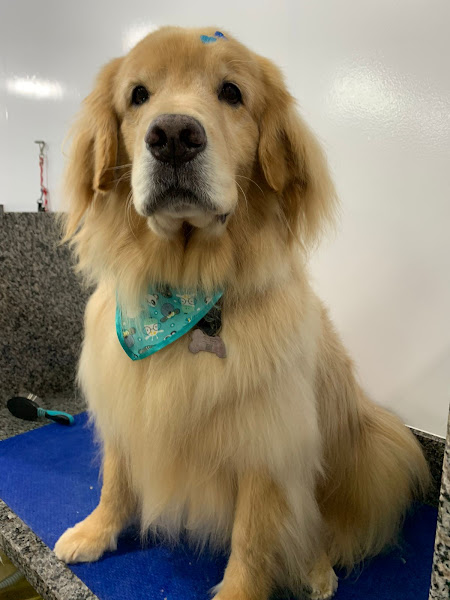 4Pets Petshop, Banho e Tosa 4Pets Petshop, Banho e Tosa