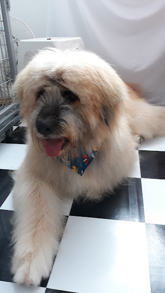 Foto 2 4Pets Petshop, Banho e Tosa