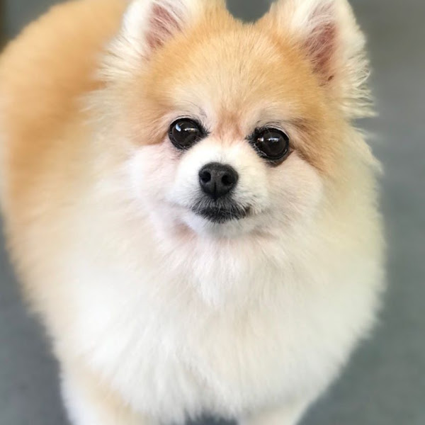 Foto 3 4Pets Petshop, Banho e Tosa