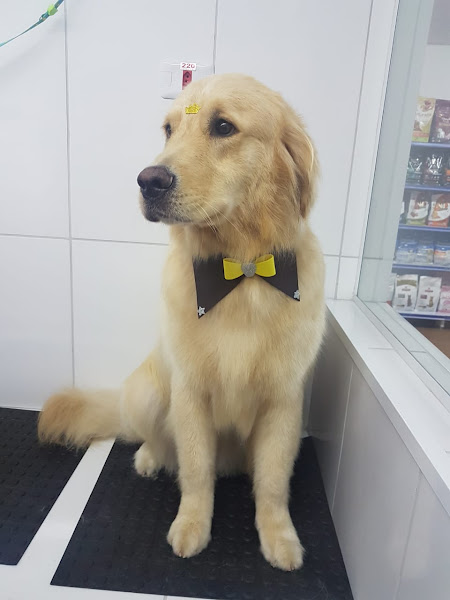 Foto 4 4Pets Petshop, Banho e Tosa