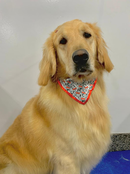 Foto 5 4Pets Petshop, Banho e Tosa