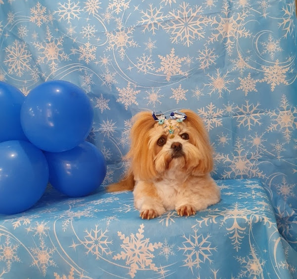 Estação Vet - Clínica Veterinária/ Pet Shop/ Banho e Tosa