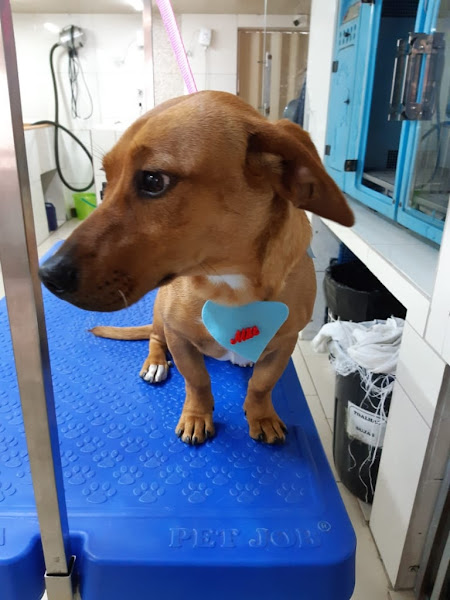 Foto 1 Estação Vet - Clínica Veterinária/ Pet Shop/ Banho e Tosa