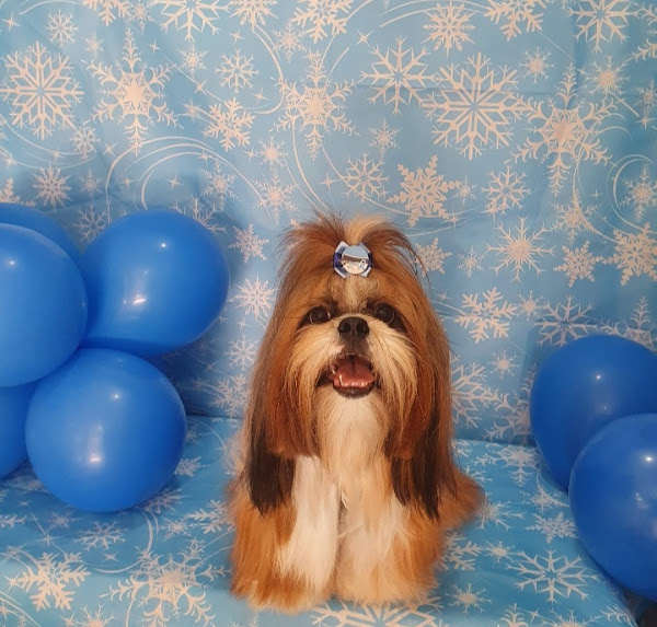 Foto 2 Estação Vet - Clínica Veterinária/ Pet Shop/ Banho e Tosa