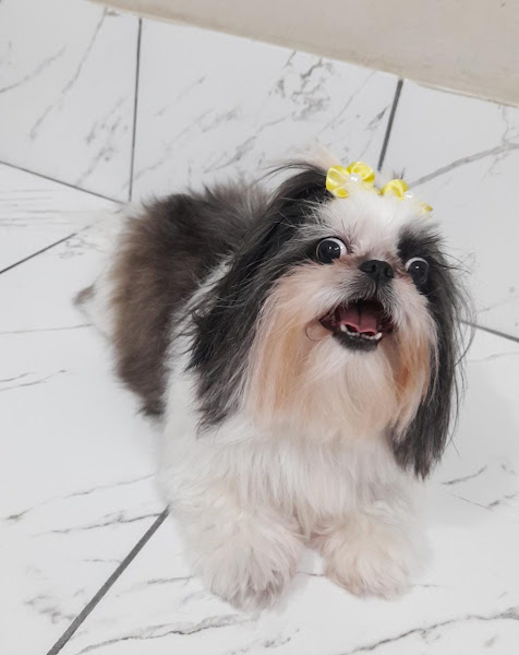 Centro de Estética Animal - Pet Shop Fiel Amigo