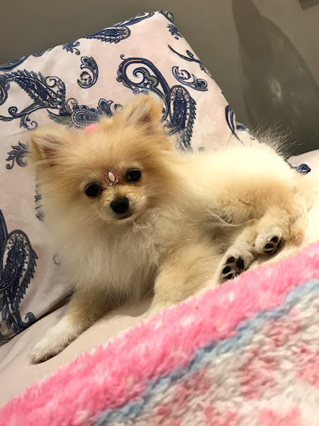 Foto 2 Centro de Estética Animal - Pet Shop Fiel Amigo