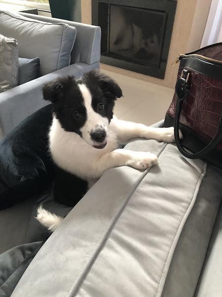 Gross Clínica Veterinária