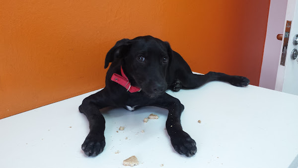 Foto 1 Gross Clínica Veterinária