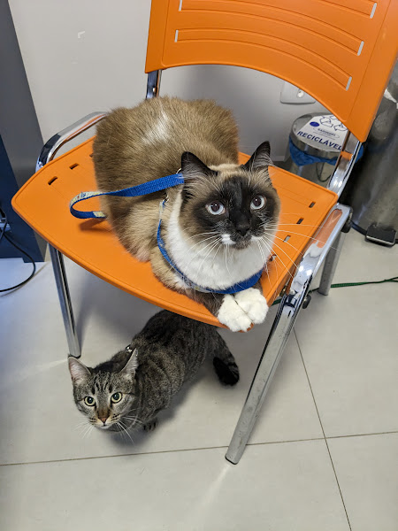 Foto 2 Gross Clínica Veterinária