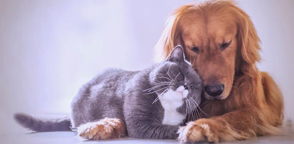 Clínica Veterinária Dvet, localizada no Xaxim em Curitiba, Pet Shop, Leva e traz, Produtos Pet, Hotel, Vacinas, Banho e Tosa