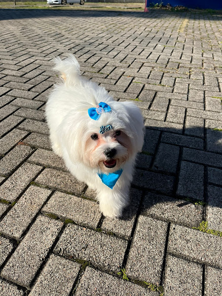 Foto 2 Clínica Veterinária Dvet, localizada no Xaxim em Curitiba, Pet Shop, Leva e traz, Produtos Pet, Hotel, Vacinas, Banho e Tosa