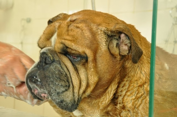 Foto 6 Pet e Love Centro Veterinário