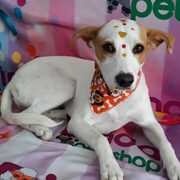 Foto 2 Pet Shop da Dinda