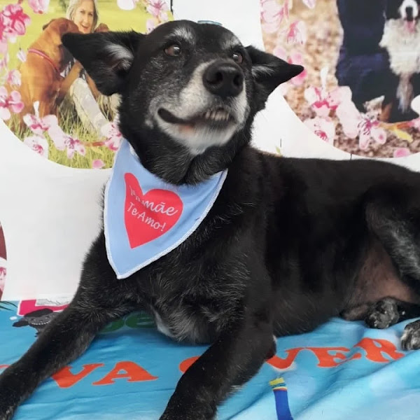 Foto 3 Pet Shop da Dinda