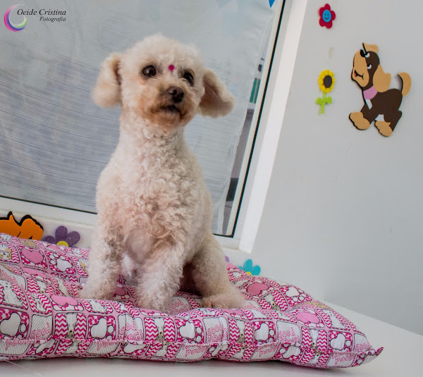 Foto 5 Pet Shop da Dinda