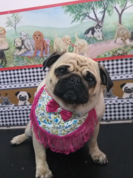 Pet shop Patrulha Canina Pet shop Patrulha Canina