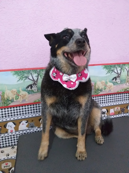 Foto 2 Pet shop Patrulha Canina