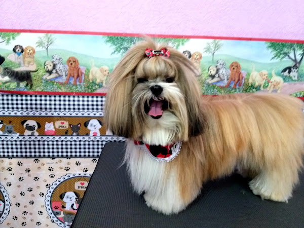 Foto 4 Pet shop Patrulha Canina