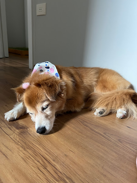 Foto 1 Meu Pequeno Pet