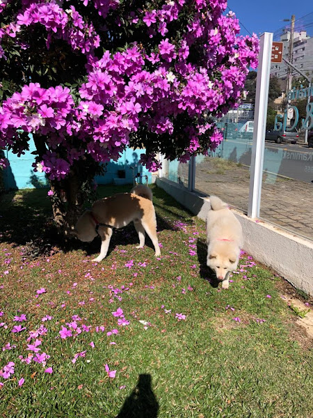 Foto 1 Veterinária Filhotes & Cia e Pet Shop