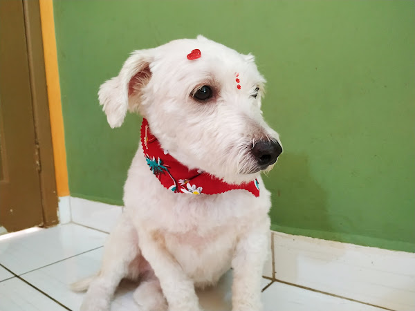 Foto 2 Vila dos Bichos Veterinária Geral e Dermatologia, Pet Shop, Creche e Hotel