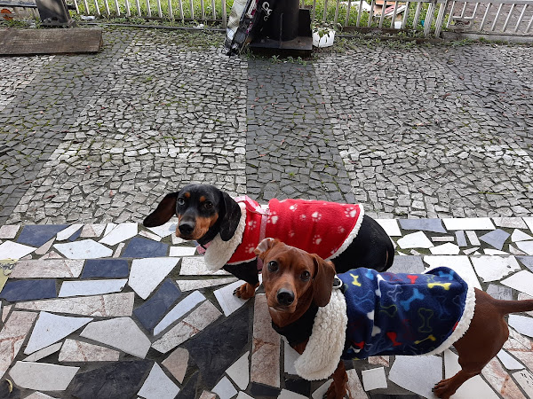 Foto 2 Clínica Veterinária Magia Animal