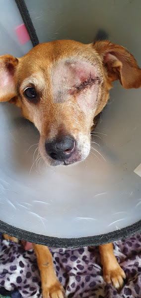 Foto 1 Clínica Veterinária Curitiba