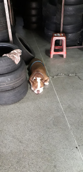 Foto 6 Borracharia Alegria Foto 6 Borracharia Alegria