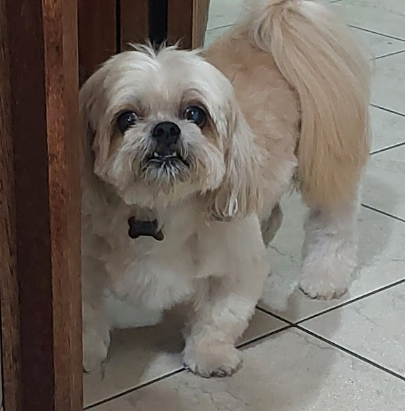 Foto 2 Garra Hospital Veterinário