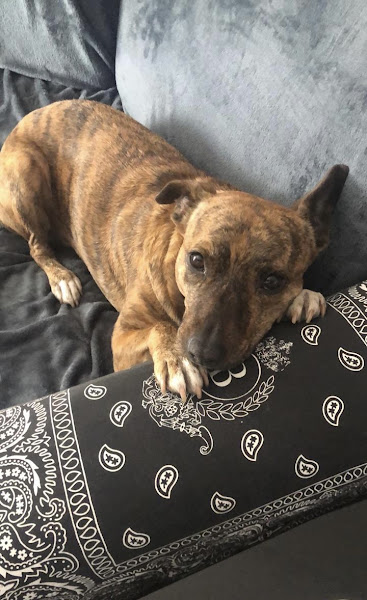 Foto 3 Garra Hospital Veterinário