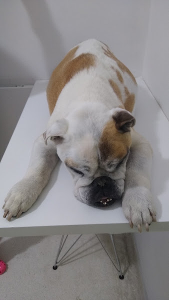 Foto 2 Intensiva Veterinária