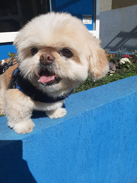 Foto 1 Hospital Veterinário São Bernardo