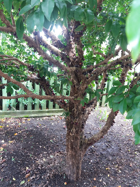 Foto 2 JLCAR Carburadores