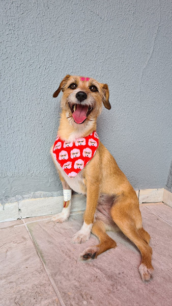 SAVE - Atendimento Veterinário 24h Especializado com URGÊNCIA e EMERGÊNCIA em Curitiba