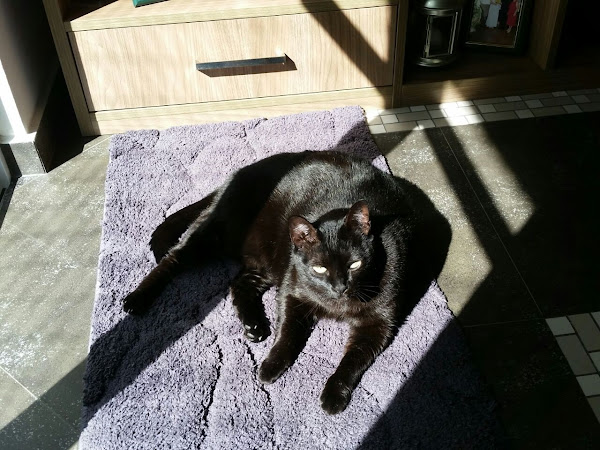 Foto 3 SAVE - Atendimento Veterinário 24h Especializado com URGÊNCIA e EMERGÊNCIA em Curitiba