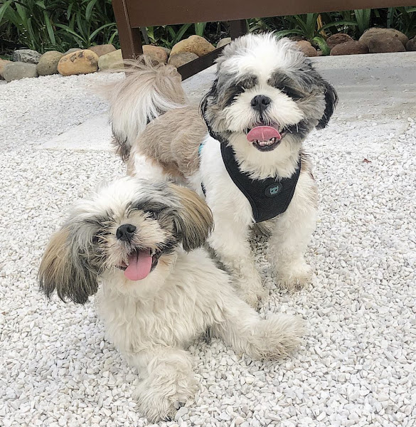 Clínica Veterinária Vita 24 horas