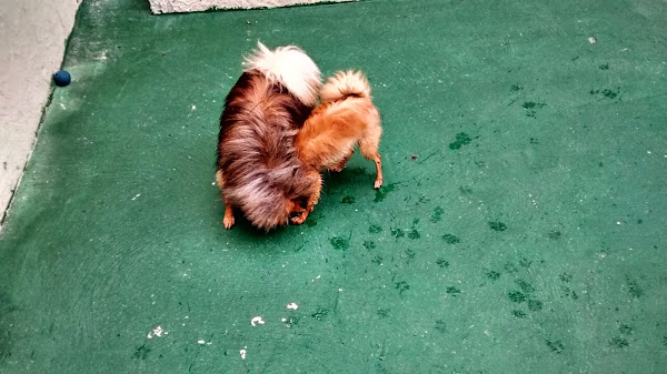 Foto 1 Clínica Veterinária Vita 24 horas