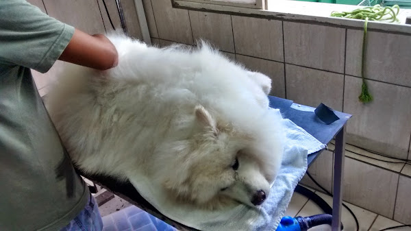 Foto 3 Clínica Veterinária Vita 24 horas