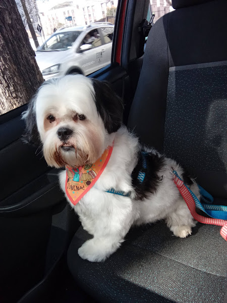 Foto 1 Snow Vet Clínica Veterinária em Curitiba