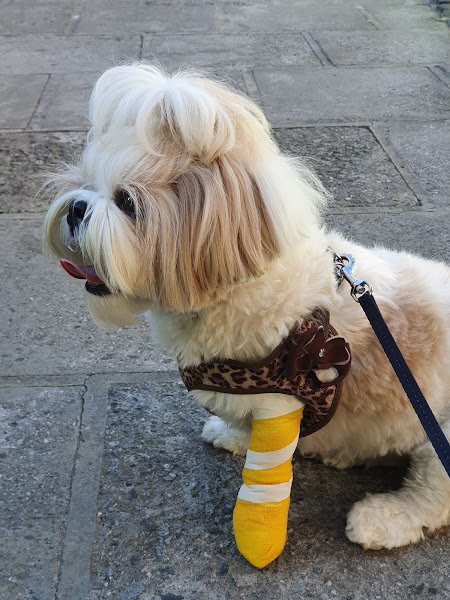 Foto 1 Clínica Veterinária São Francisco de Assis