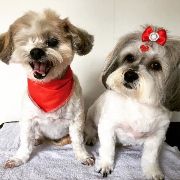 Foto 3 Clinivet - Hospital Veterinário