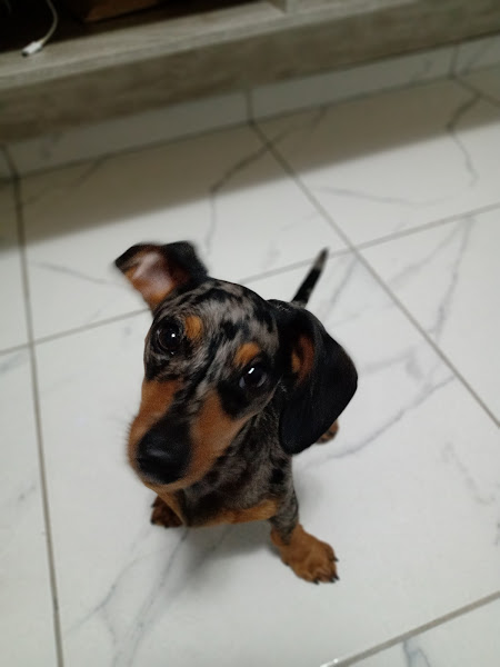 Foto 1 Clínica Veterinária Viapiana | Clínica Veterinária, Vacinação em Cães e Gatos em Curitiba