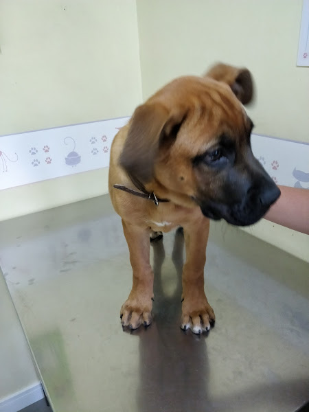 Foto 2 Clínica Veterinária Viapiana | Clínica Veterinária, Vacinação em Cães e Gatos em Curitiba