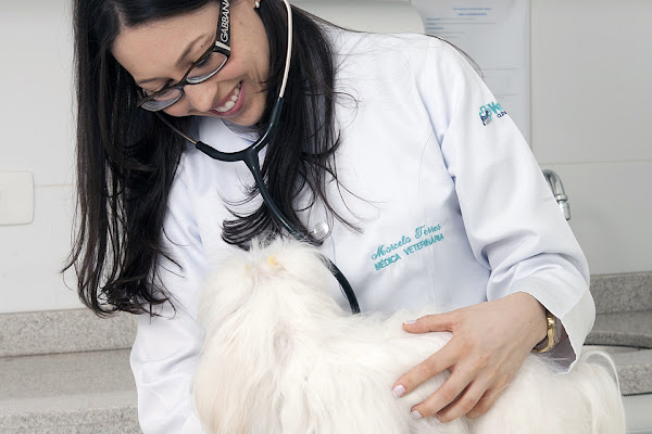 Vet Salva Clínica Veterinária 24 horas