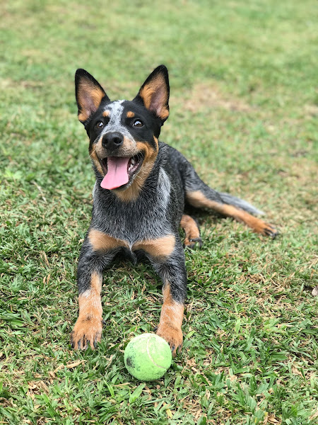 Foto 1 CEVET - Hospital Veterinário