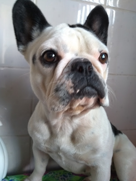 Foto 1 Clínica Veterinária Kim