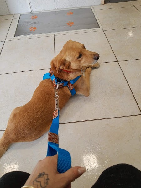 Clínica Veterinária LatVet